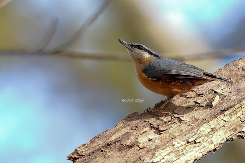 B65A8734-Boomklever-Eurasian-Nuthatch-Kleiber-Sittelle-Torchepot-Trepador-Azul_1