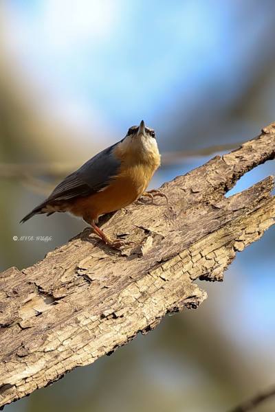 B65A8739-Boomklever-Eurasian-Nuthatch-Kleiber-Sittelle-Torchepot-Trepador-Azul_1