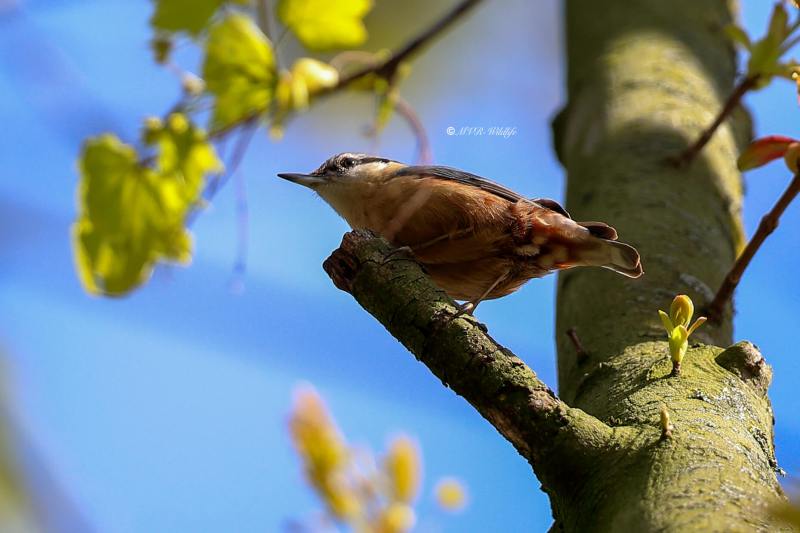 B65A9552-Boomklever-Eurasian-Nuthatch-Kleiber-Sittelle-Torchepot-Trepador-Azul_1
