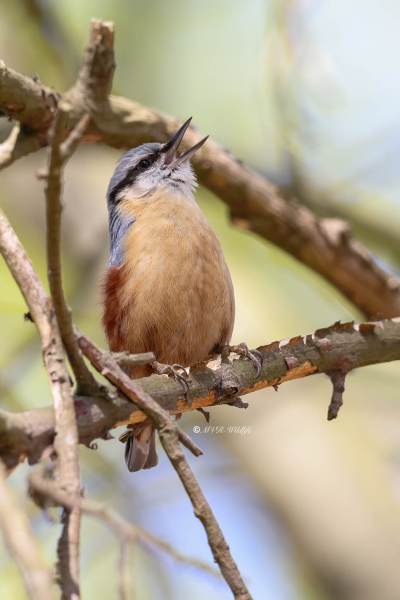 BR8A7978-Boomklever-Eurasian-Nuthatch-Kleiber-Sittelle-Torchepot-Trepador-Azul_1