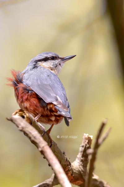 BR8A8042-Boomklever-Eurasian-Nuthatch-Kleiber-Sittelle-Torchepot-Trepador-Azul_1