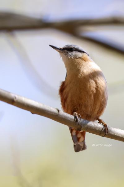 BR8A8061-Boomklever-Eurasian-Nuthatch-Kleiber-Sittelle-Torchepot-Trepador-Azul_1