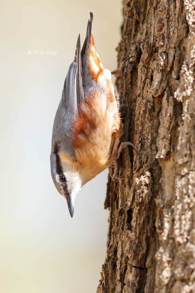 BR8A8124-Boomklever-Eurasian-Nuthatch-Kleiber-Sittelle-Torchepot-Trepador-Azul_1