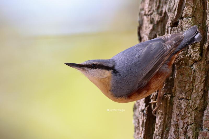 BR8A8149-Boomklever-Eurasian-Nuthatch-Kleiber-Sittelle-Torchepot-Trepador-Azul_1