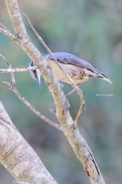 BR8A9875-Boomklever-Eurasian-Nuthatch-Kleiber-Sittelle-Torchepot-Trepador-Azul_1