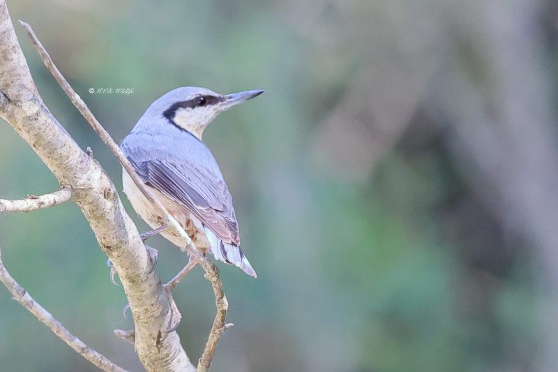 BR8A9891-Boomklever-Eurasian-Nuthatch-Kleiber-Sittelle-Torchepot-Trepador-Azul_1