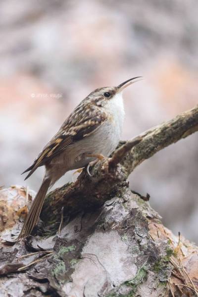 1_BR8A5376-Boomkruiper-Short-toed-Tree-Creeper-Gartenbaumlaufer-Grimpereau-des-Jardins-Agateador-Comun
