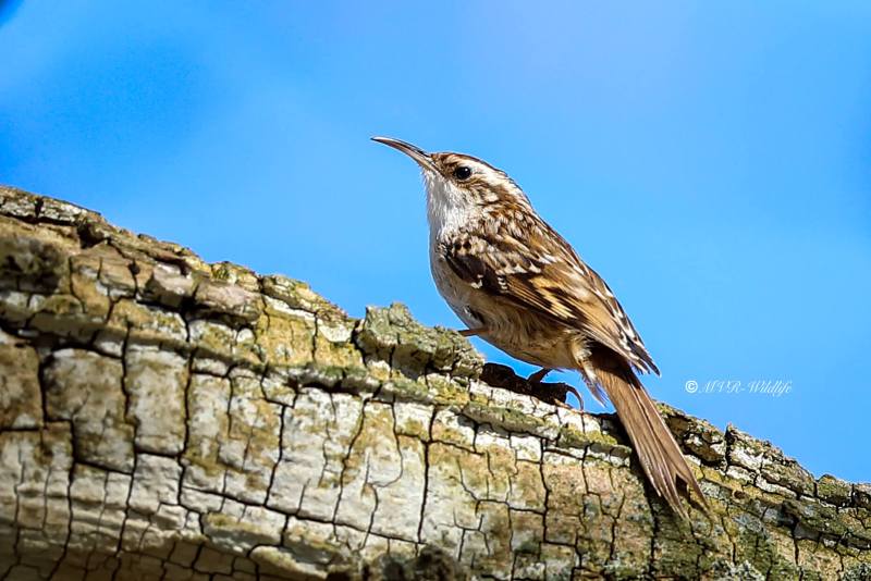 B65A7965-Boomkruiper-Short-toed-Tree-Creeper-Gartenbaumlaufer-Grimpereau-des-Jardins-Agateador-Comun_1