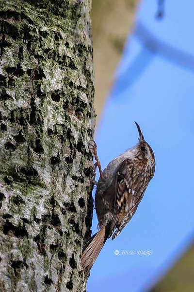 B65A8013-Boomkruiper-Short-toed-Tree-Creeper-Gartenbaumlaufer-Grimpereau-des-Jardins-Agateador-Comun_1