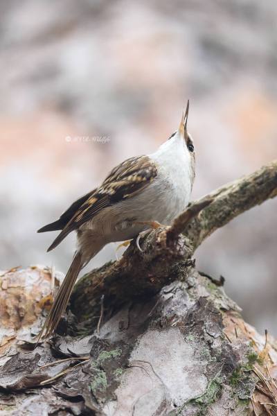 BR8A5374-Boomkruiper-Short-toed-Tree-Creeper-Gartenbaumlaufer-Grimpereau-des-Jardins-Agateador-Comun_1