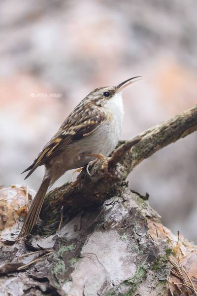 BR8A5376-Boomkruiper-Short-toed-Tree-Creeper-Gartenbaumlaufer-Grimpereau-des-Jardins-Agateador-Comun_1