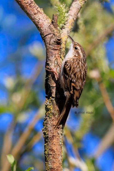 BR8A6424-Boomkruiper-Short-toed-Tree-Creeper-Gartenbaumlaufer-Grimpereau-des-Jardins-Agateador-Comun_1