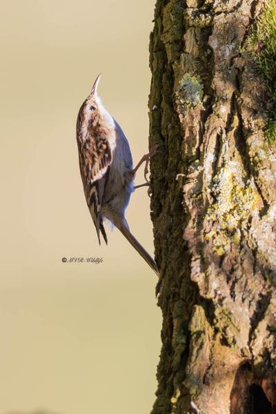 BR8A6434-Boomkruiper-Short-toed-Tree-Creeper-Gartenbaumlaufer-Grimpereau-des-Jardins-Agateador-Comun_1