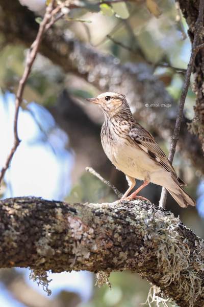 BR8A8773-Boomleeuwerik-Wood-Lark-Heidelerche-Alouette-Lulu-Totovia_1