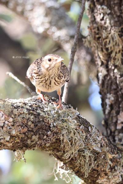 BR8A8780-Boomleeuwerik-Wood-Lark-Heidelerche-Alouette-Lulu-Totovia_1