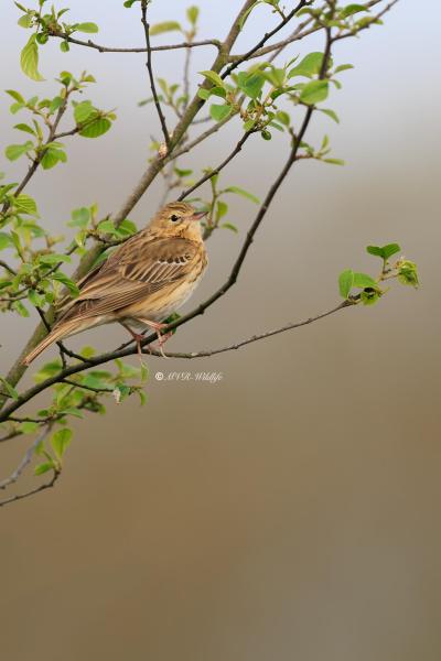 BR8A2692-Boompieper-Tree-Pipit-Baumpieper-Pipit-des-Arbres-Bisbita-Arboreo_1