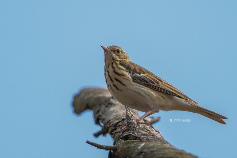 BR8A8877-Boompieper-Tree-Pipit-Baumpieper-Pipit-des-Arbres-Bisbita-Arboreo_1