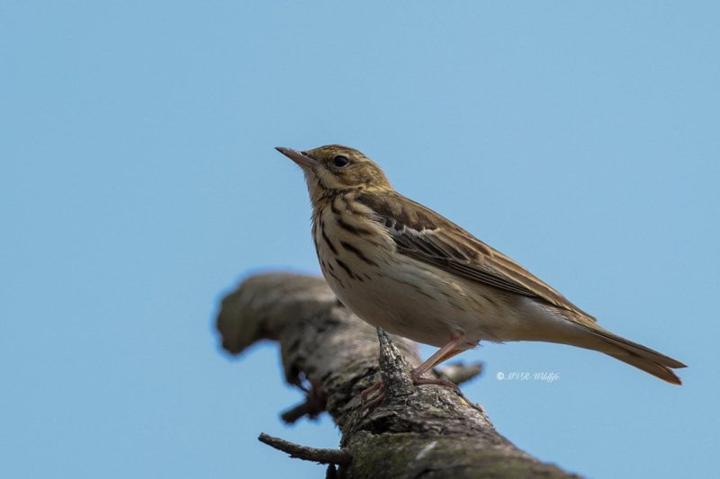 BR8A8878-Boompieper-Tree-Pipit-Baumpieper-Pipit-des-Arbres-Bisbita-Arboreo_1