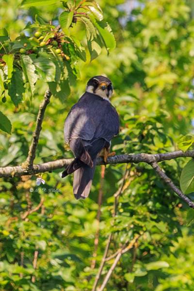 BR8A8508-Boomvalk-Falco-subbuteo-Baumfalke-Faucon-hobereau-Alcotan-europeo_1