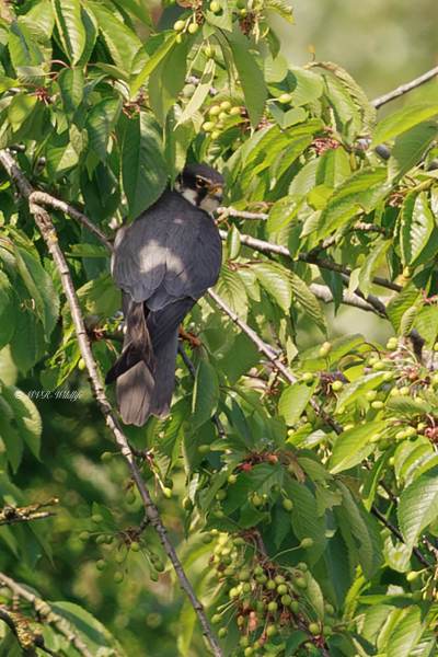 BR8A8592-Boomvalk-Falco-subbuteo-Baumfalke-Faucon-hobereau-Alcotan-europeo_1