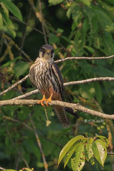 BR8A8659-Boomvalk-Falco-subbuteo-Baumfalke-Faucon-hobereau-Alcotan-europeo_1