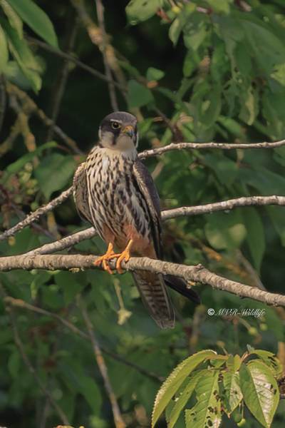 BR8A8662-Boomvalk-Falco-subbuteo-Baumfalke-Faucon-hobereau-Alcotan-europeo_1