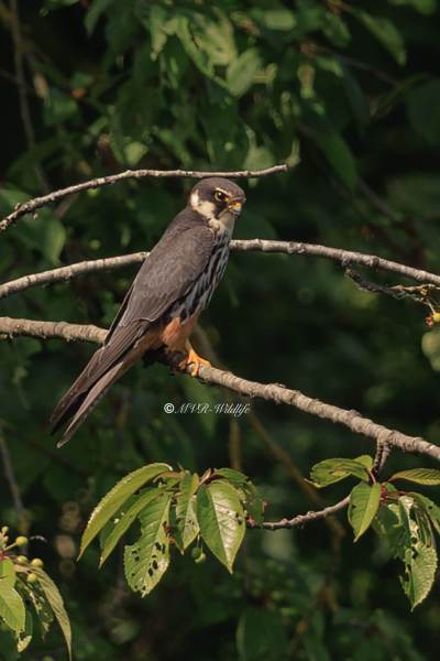 BR8A8831-Boomvalk-Falco-subbuteo-Baumfalke-Faucon-hobereau-Alcotan-europeo_1