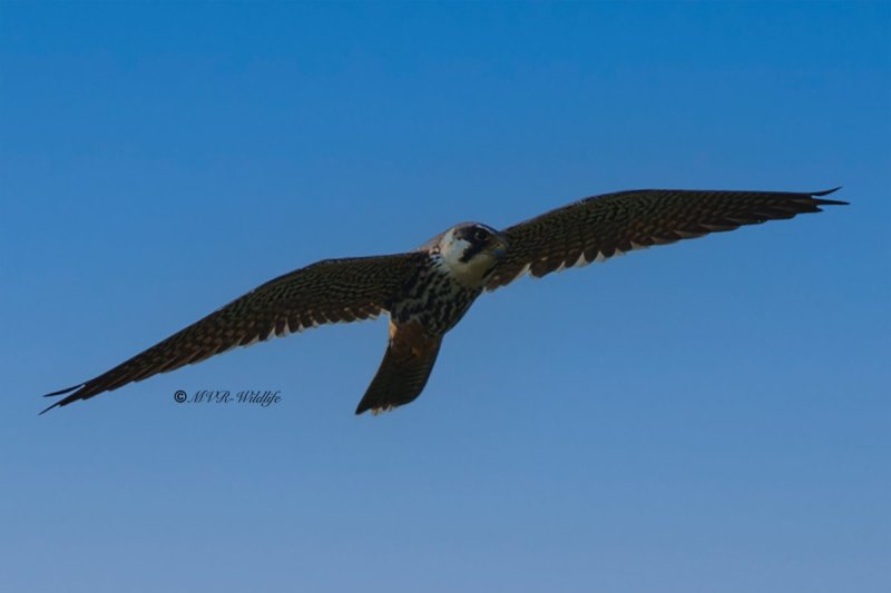 BR8A9077-Boomvalk-Falco-subbuteo-Baumfalke-Faucon-hobereau-Alcotan-europeo_1