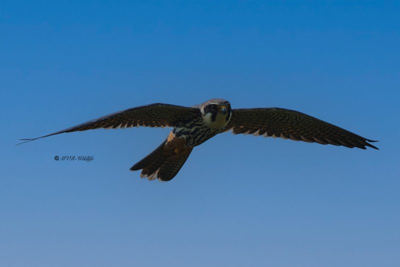 BR8A9080-Boomvalk-Falco-subbuteo-Baumfalke-Faucon-hobereau-Alcotan-europeo_1