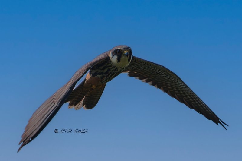 BR8A9081-Boomvalk-Falco-subbuteo-Baumfalke-Faucon-hobereau-Alcotan-europeo_1