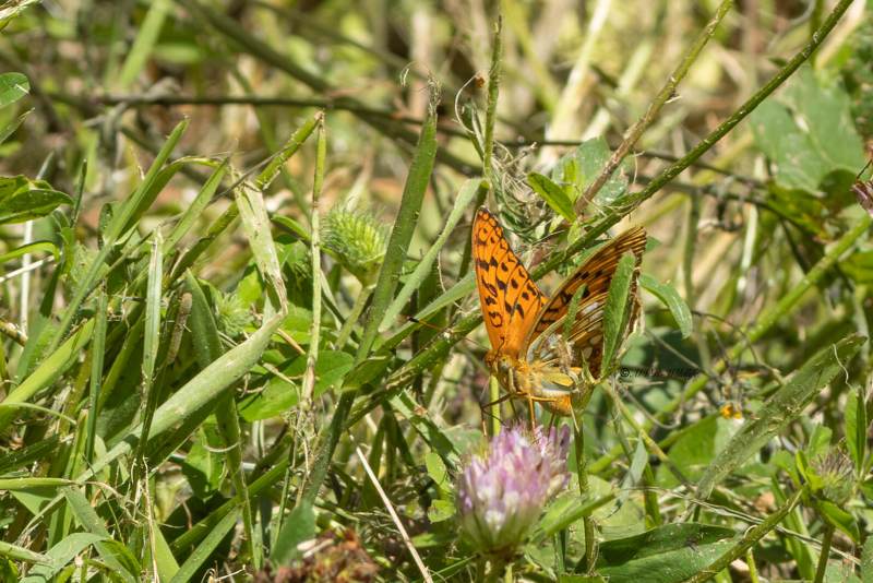 5X8A4464-Bosrandparelmoervlinder-Fabriciana-adippe-High-Brown-Fritillary-Feuriger-Perlmuttfalter-Moyen-nacre-Adipe_1