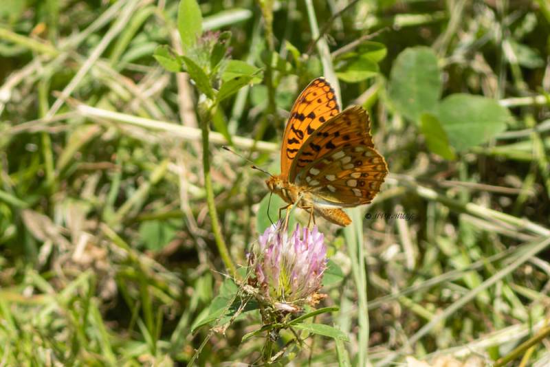 5X8A4480-Bosrandparelmoervlinder-Fabriciana-adippe-High-Brown-Fritillary-Feuriger-Perlmuttfalter-Moyen-nacre-Adipe_1