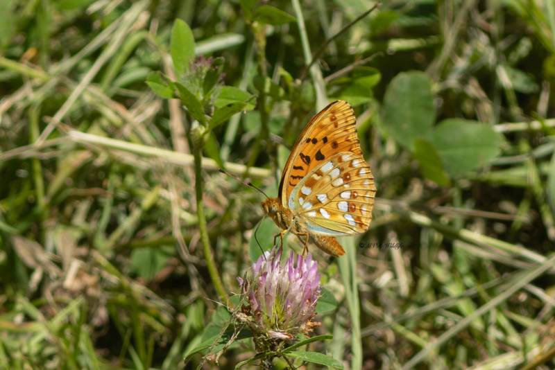 5X8A4481-Bosrandparelmoervlinder-Fabriciana-adippe-High-Brown-Fritillary-Feuriger-Perlmuttfalter-Moyen-nacre-Adipe_1
