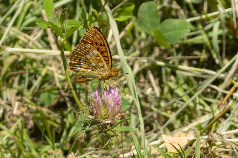 5X8A4488-Bosrandparelmoervlinder-Fabriciana-adippe-High-Brown-Fritillary-Feuriger-Perlmuttfalter-Moyen-nacre-Adipe_1