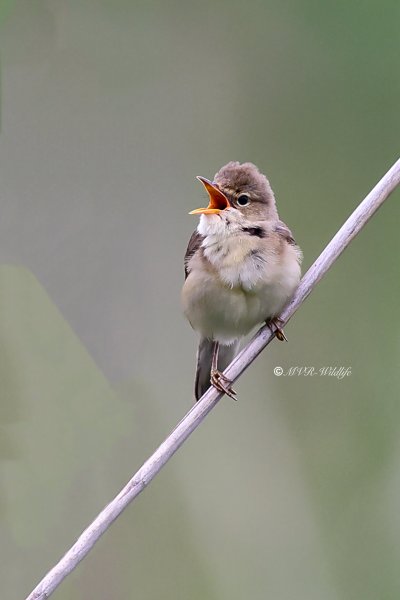 BR8A7873-Bosrietzanger-Acrocephalus-palustris-Marsh-Warbler-Sumpfrohrsanger-Rousserolle-verderolle-Carricero-poliglota_1