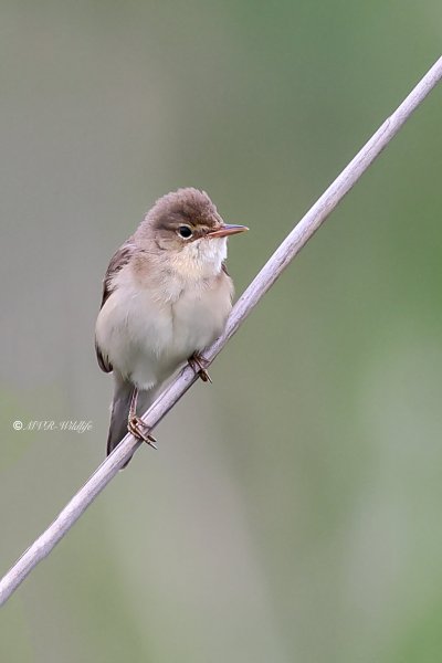 BR8A7876-Bosrietzanger-Acrocephalus-palustris-Marsh-Warbler-Sumpfrohrsanger-Rousserolle-verderolle-Carricero-poliglota_1