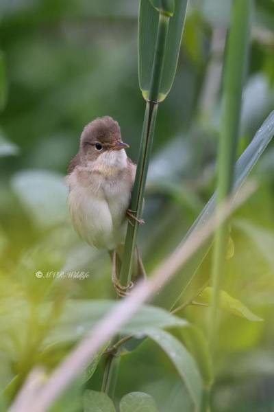BR8A7880-Bosrietzanger-Acrocephalus-palustris-Marsh-Warbler-Sumpfrohrsanger-Rousserolle-verderolle-Carricero-poliglota_1