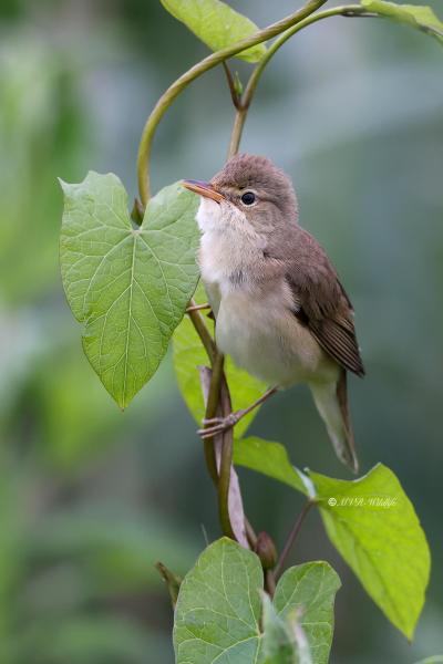 BR8A7888-Bosrietzanger-Acrocephalus-palustris-Marsh-Warbler-Sumpfrohrsanger-Rousserolle-verderolle-Carricero-poliglota_1