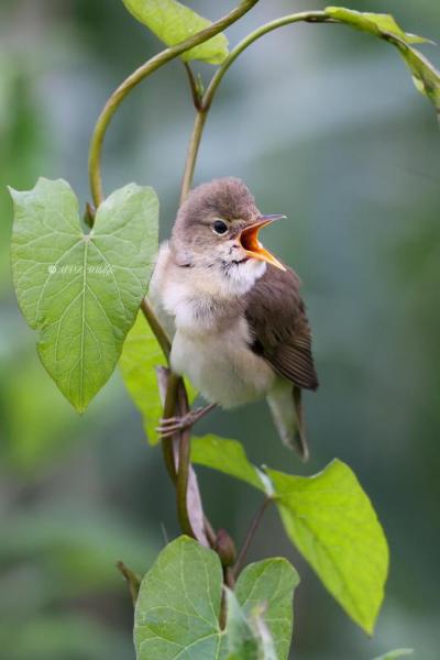 BR8A7907-Bosrietzanger-Acrocephalus-palustris-Marsh-Warbler-Sumpfrohrsanger-Rousserolle-verderolle-Carricero-poliglota_1