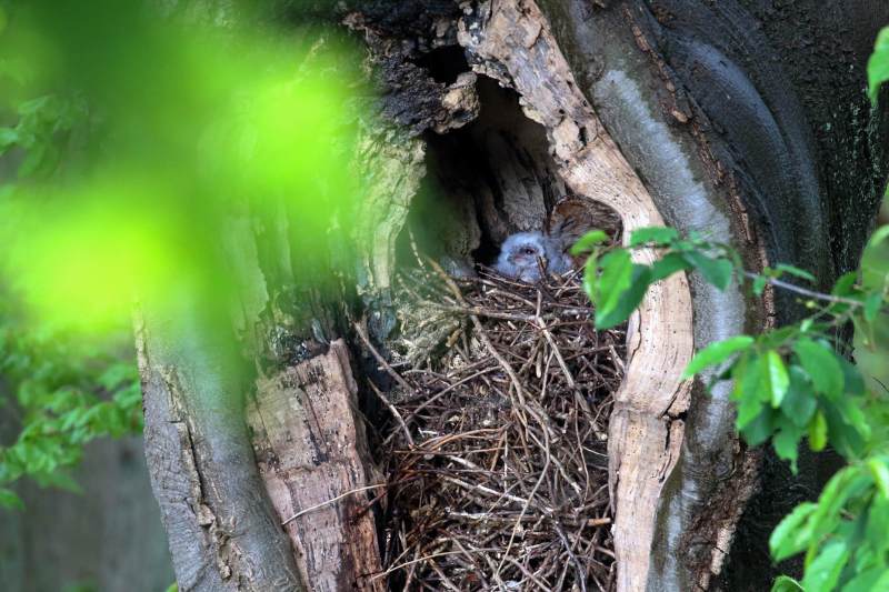 IMG_4286-Bosuil-Tawny-Owl-Waldkauz-Chouette-hulotte-Carabo-comun_1