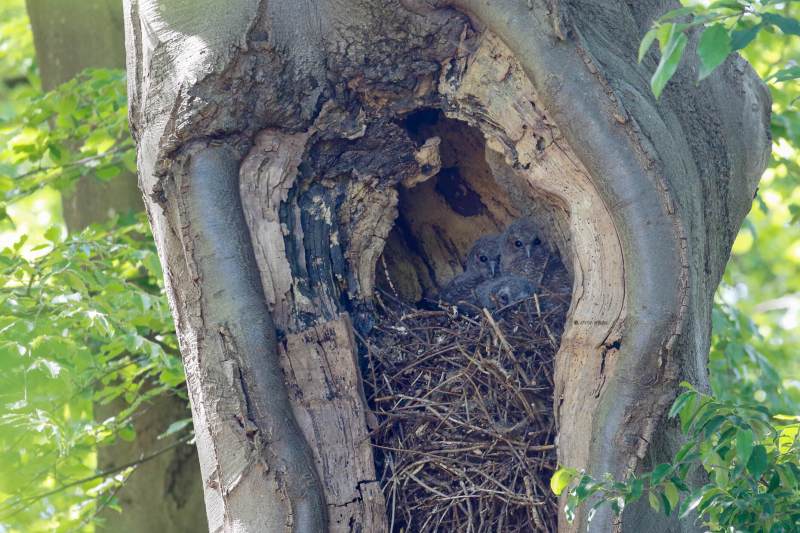 MG_5116-Bosuil-Tawny-Owl-Waldkauz-Chouette-hulotte-Carabo-comun_1