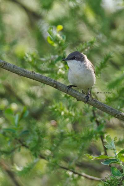 0N0A6157-Braamsluiper-Curruca-curruca-Lesser-Whitethroat-Klappergrasmucke-Fauvette-babillarde-Curruca-zarcerilla_1