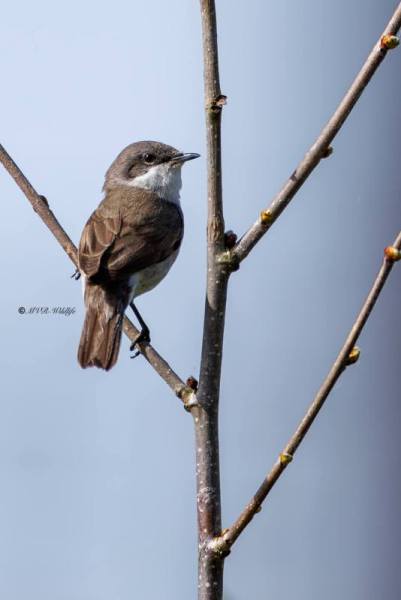 0N0A6208-Braamsluiper-Curruca-curruca-Lesser-Whitethroat-Klappergrasmucke-Fauvette-babillarde-Curruca-zarcerilla_1