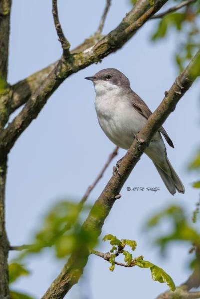 0N0A6321-Braamsluiper-Curruca-curruca-Lesser-Whitethroat-Klappergrasmucke-Fauvette-babillarde-Curruca-zarcerilla_1