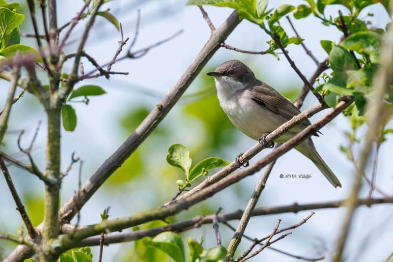 0N0A6333-Braamsluiper-Curruca-curruca-Lesser-Whitethroat-Klappergrasmucke-Fauvette-babillarde-Curruca-zarcerilla_1