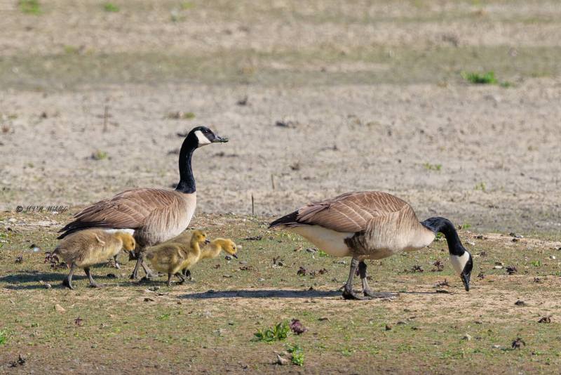 BR8A0656-Brandgans-Barnacle-Goose-Weisswangengans-Bernache-nonnette-Barnacle-cariblanca_1