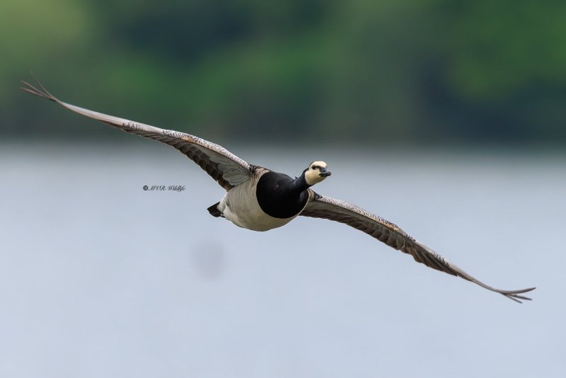 BR8A1111-Brandgans-Barnacle-Goose-Weisswangengans-Bernache-nonnette-Barnacle-cariblanca_1
