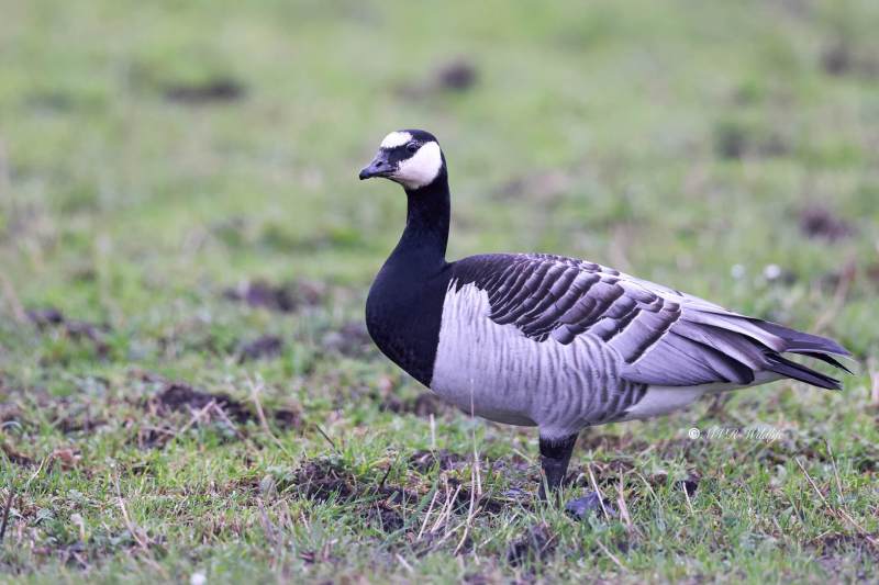 BR8A1591-Brandgans-Barnacle-Goose-Weisswangengans-Bernache-nonnette-Barnacle-cariblanca_1
