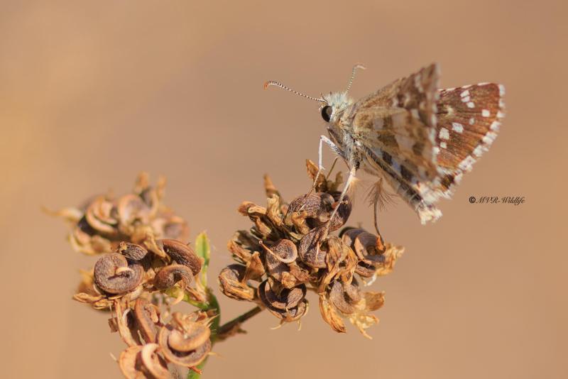 BR8A4951-Bretons-spikkeldikkopje-Pyrgus-armoricanus-Oberthurs-Grizzled-Skipper-Zweibrutiger-Wurfel-Dickkopffalter-Hesperie-des-potentilles-Ajedrezada-yunque_1