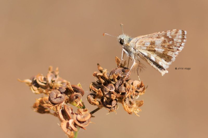 BR8A4954-Bretons-spikkeldikkopje-Pyrgus-armoricanus-Oberthurs-Grizzled-Skipper-Zweibrutiger-Wurfel-Dickkopffalter-Hesperie-des-potentilles-Ajedrezada-yunque_1